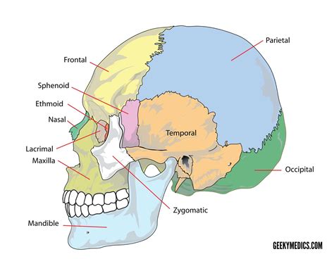 thinnest part of human skull